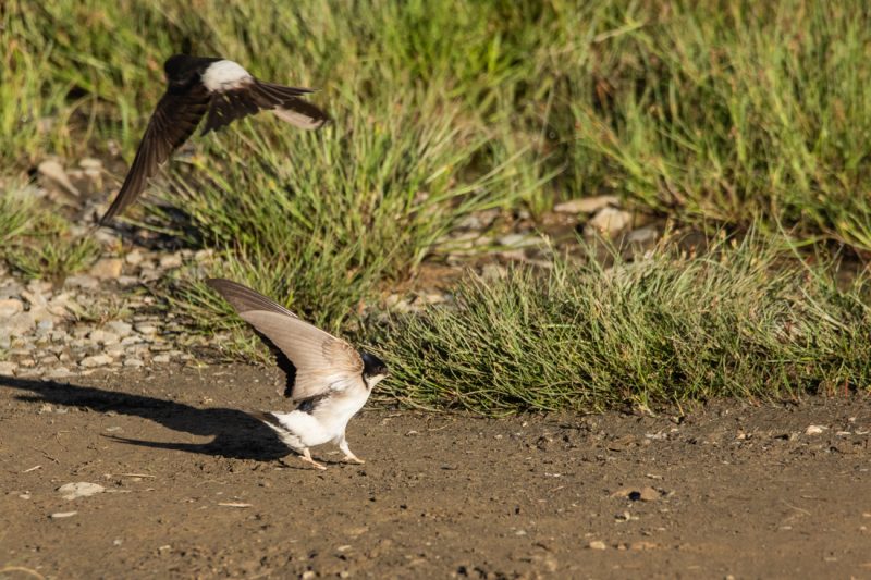 Hirondelles de fenêtre récupérant de la boue